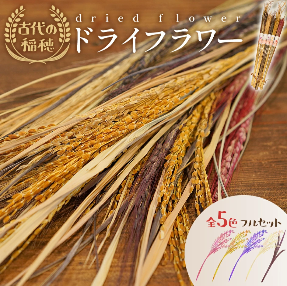 古代の稲穂ドライフラワー(5色セット)