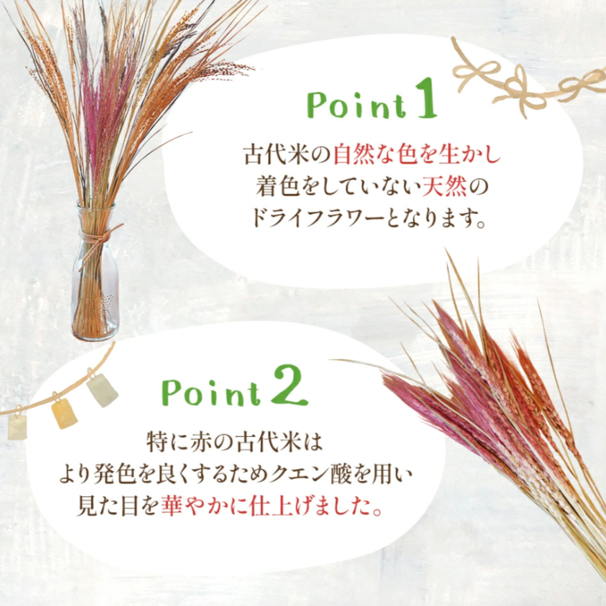 古代の稲穂ドライフラワー(5色セット)