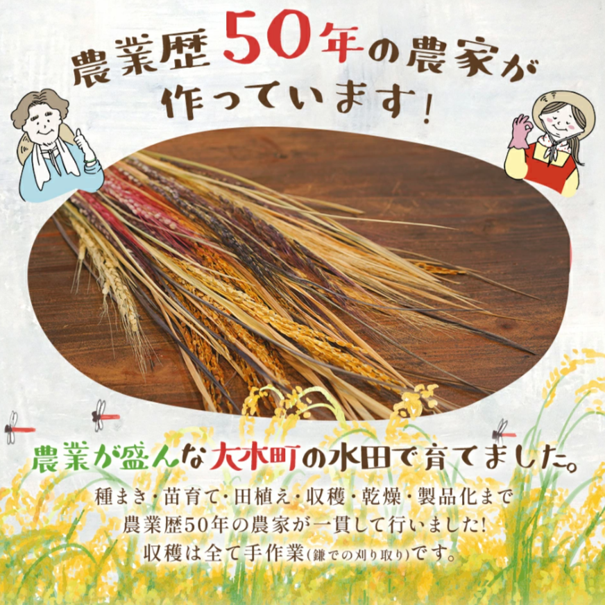 古代の稲穂ドライフラワー(5色セット)