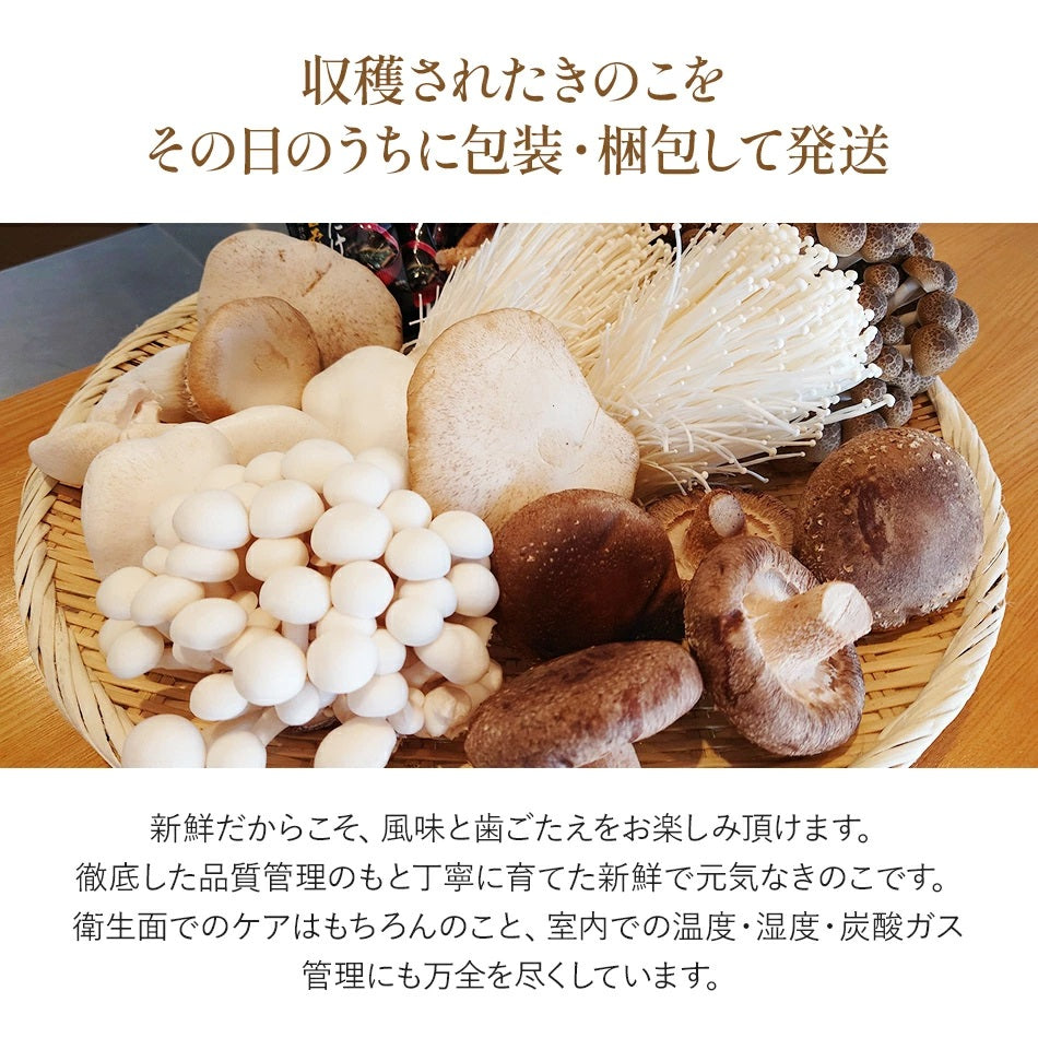 きのこ詰め合わせ 15点セット