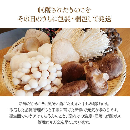 きのこ詰め合わせ 15点セット