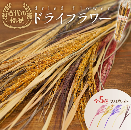 古代の稲穂ドライフラワー（5色セット）